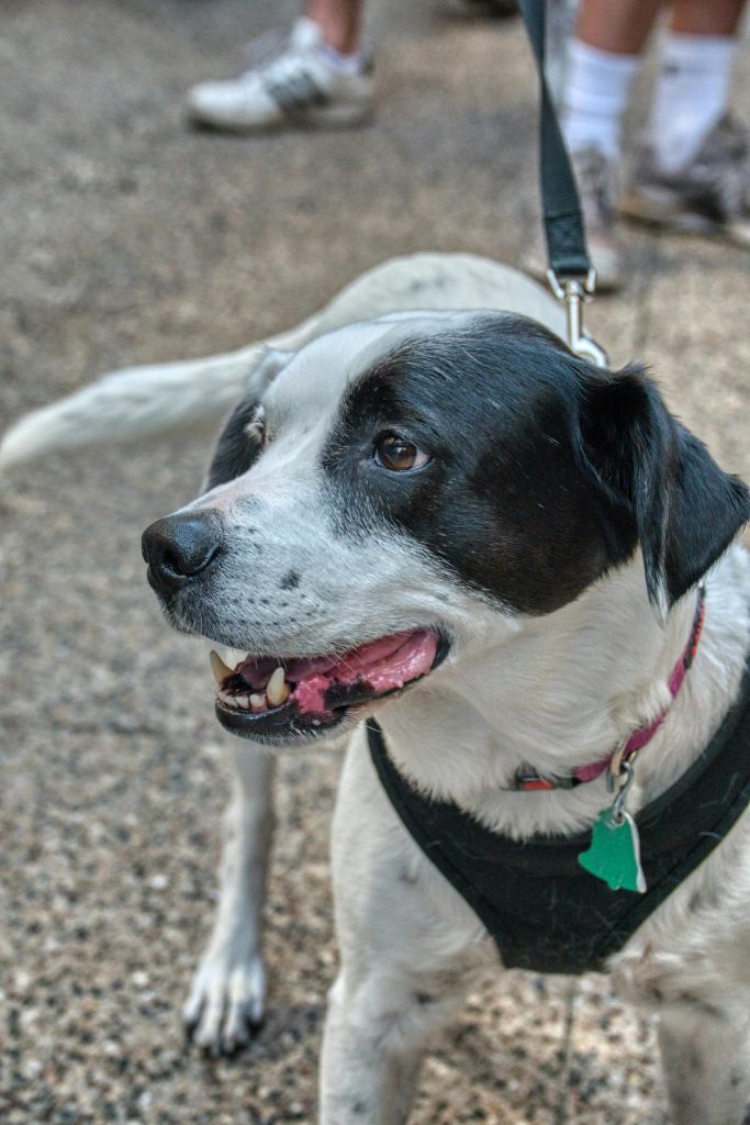 A black and white dog on a leash enjoying a walk outside on a sunny day.
