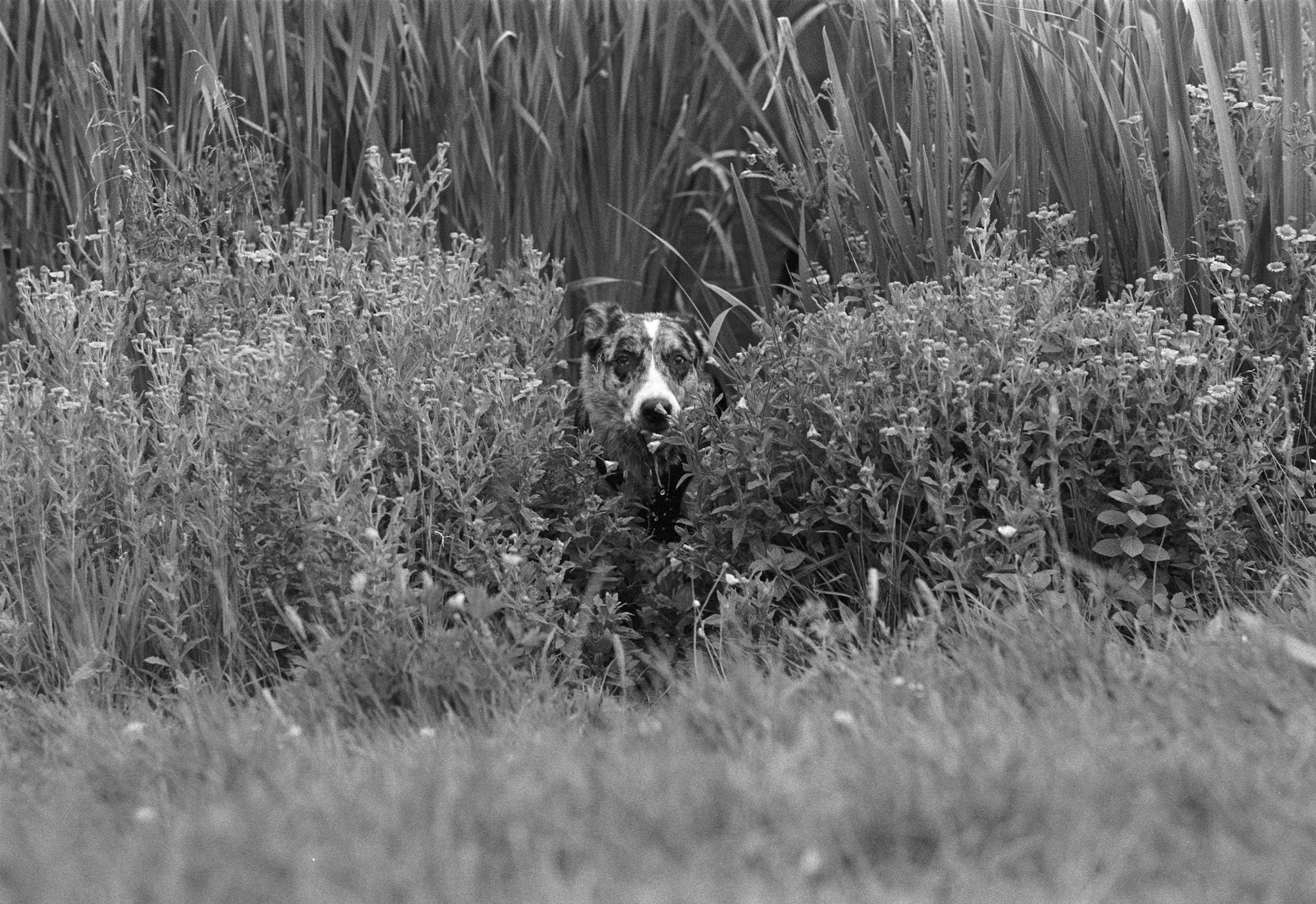 A black and white image capturing a dog hidden within a grassy meadow.