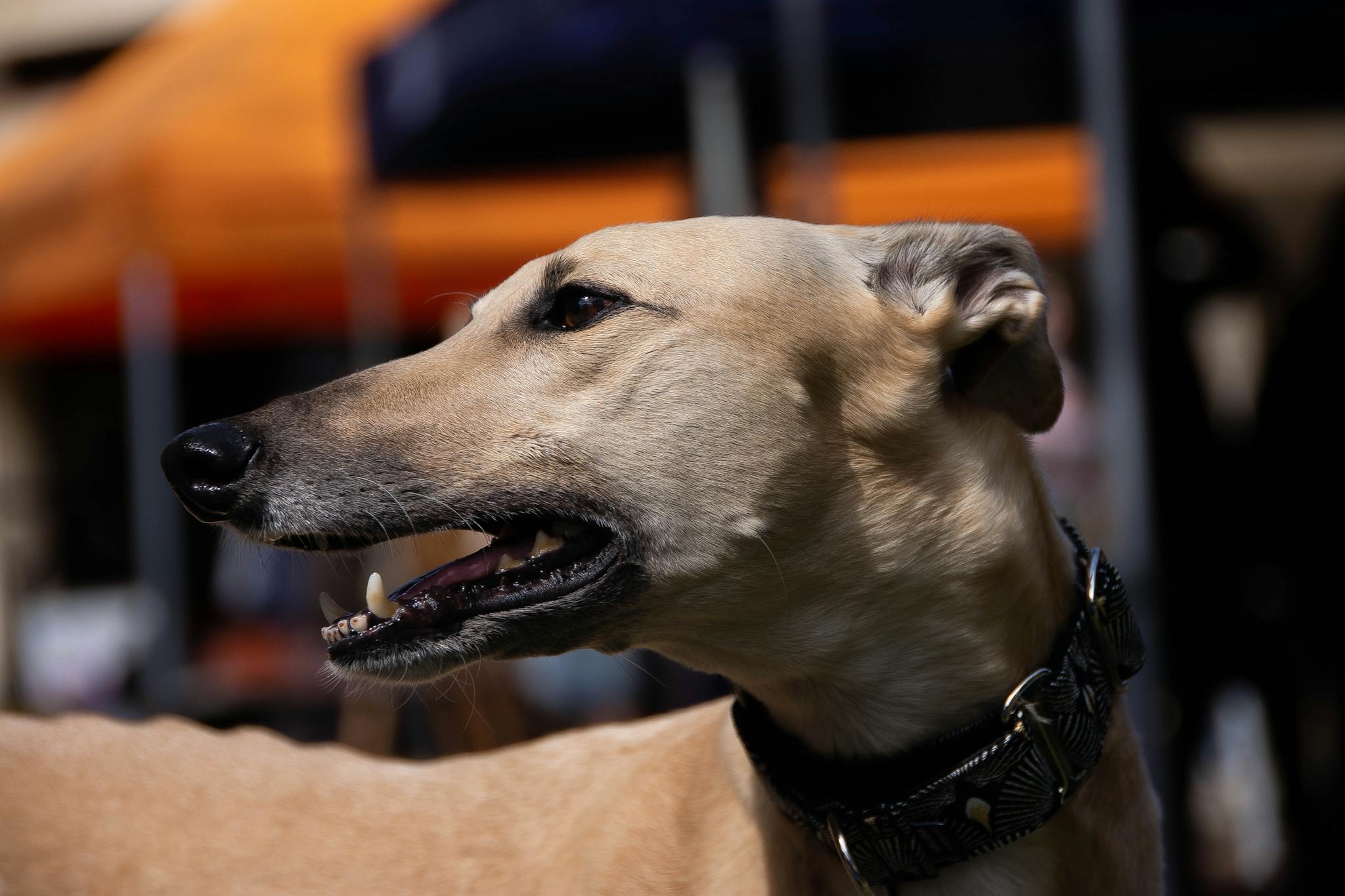 A detailed close-up portrait of a Greyhound dog in an outdoor setting.