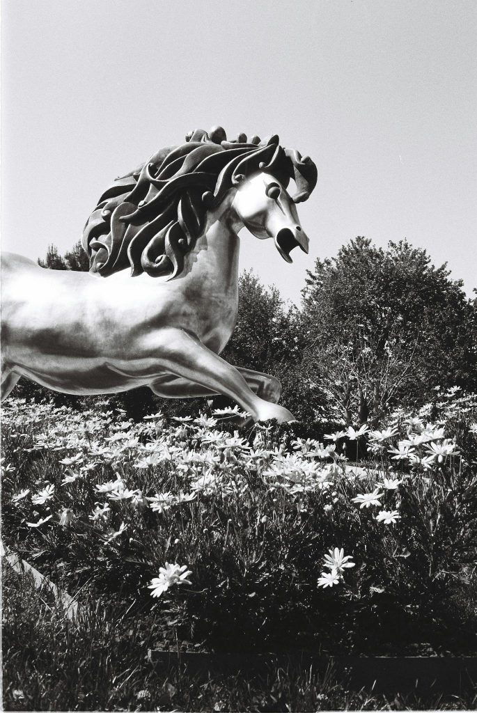 Black and white photo of horse statue surrounded by flowers in Istanbul, Turkey.
