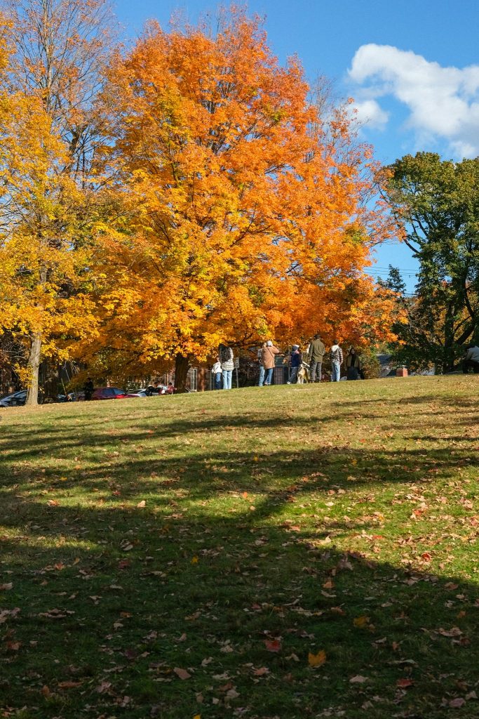 Group enjoying fall under vibrant orange trees in a sunlit park setting.