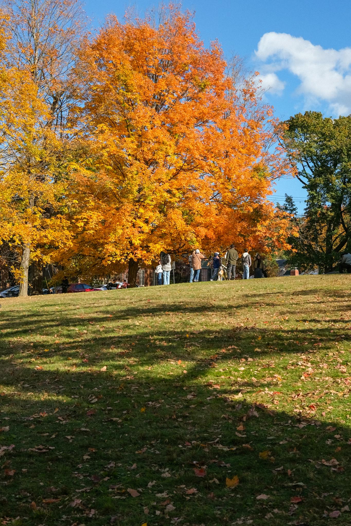 Group enjoying fall under vibrant orange trees in a sunlit park setting.