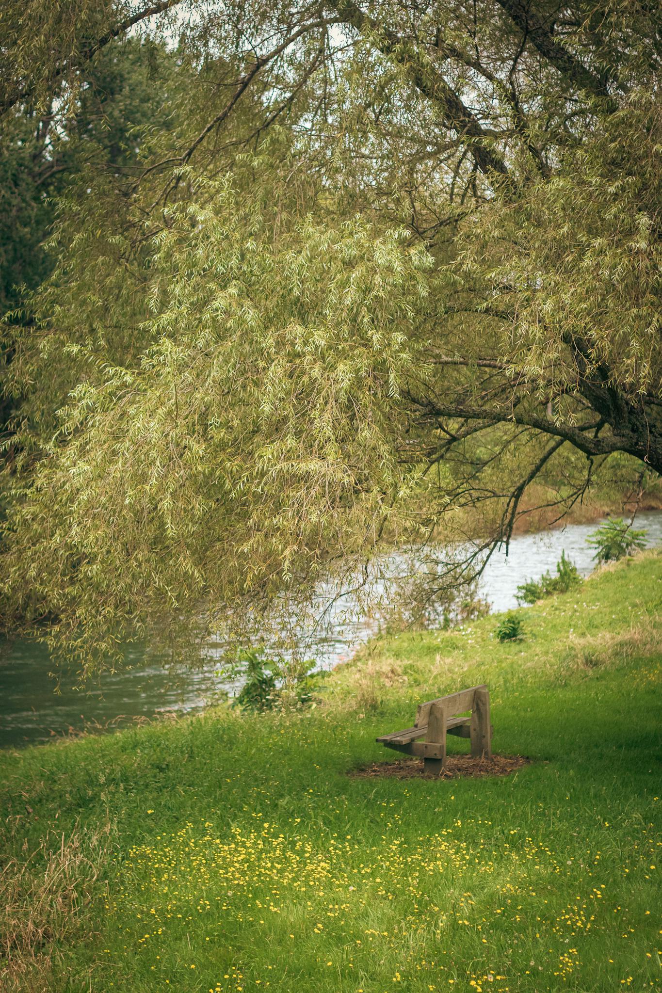 Peaceful riverside scene with a bench and lush greenery in New Zealand.
